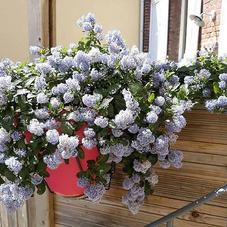 Les Belles Terrasses Dieppe ,3 Appartements , Le Vegetal De 1 A 8 Personnes , Le Tropical De 1 A 6 Personnes , Le Floral Avec Terrasse De 1 A 3 Personnes , Quartier Calme Au Stationnement Gratuit A Cote De L'Avenue Verte エクステリア 写真