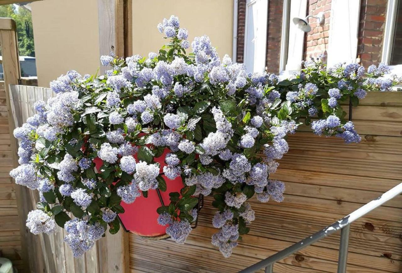 Les Belles Terrasses Dieppe ,3 Appartements , Le Vegetal De 1 A 8 Personnes , Le Tropical De 1 A 6 Personnes , Le Floral Avec Terrasse De 1 A 3 Personnes , Quartier Calme Au Stationnement Gratuit A Cote De L'Avenue Verte エクステリア 写真