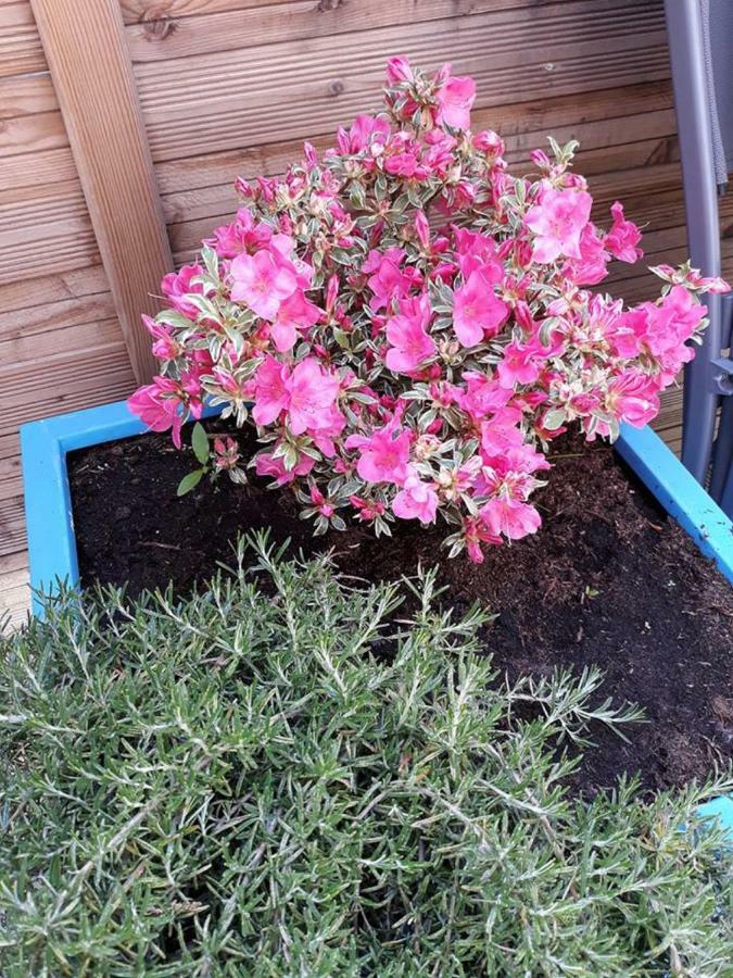 Les Belles Terrasses Dieppe ,3 Appartements , Le Vegetal De 1 A 8 Personnes , Le Tropical De 1 A 6 Personnes , Le Floral Avec Terrasse De 1 A 3 Personnes , Quartier Calme Au Stationnement Gratuit A Cote De L'Avenue Verte エクステリア 写真